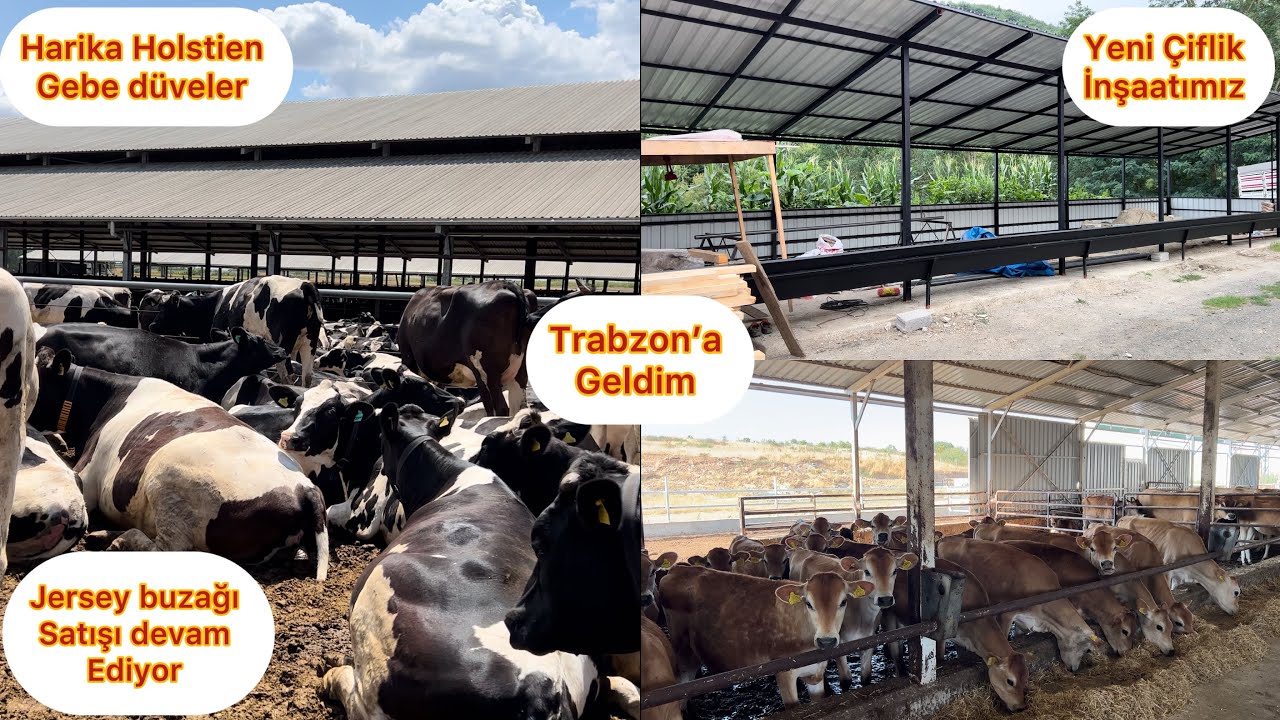 TRABZON’A GELDİM / YENİ ÇİFTLİK İNŞAATIMIZ/ HOLSTİEN GEBE DÜVE SATIŞIMIZ DEVAM EDİYOR