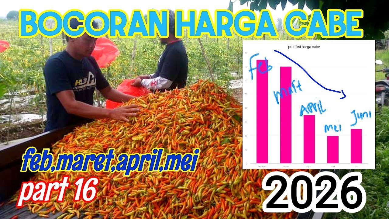 BOCORAN HARGA CABE FEB, MARET, APRIL, MEI, JUNI 2026!!! 