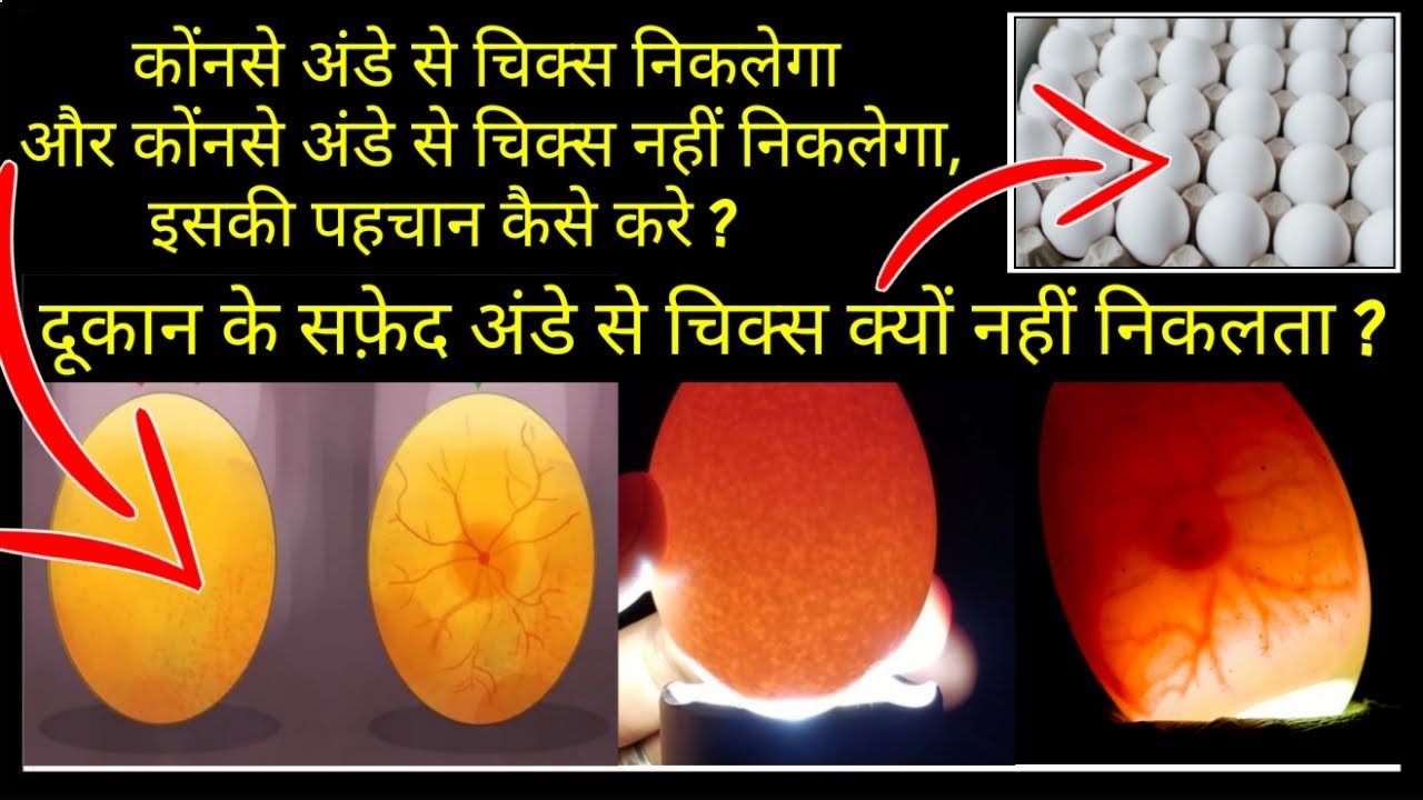299, Fertile eggs ki pehchan kaise kare ? Fertile eggs check karne ka tarika, Black Australorp, Rir,