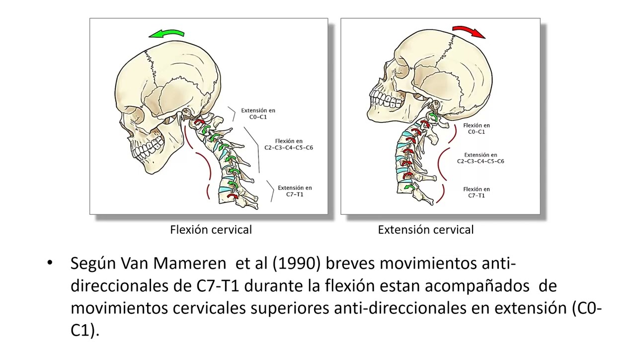 EOM Internacional: Leyes de Fryette y movimientos vertebrales acoplados