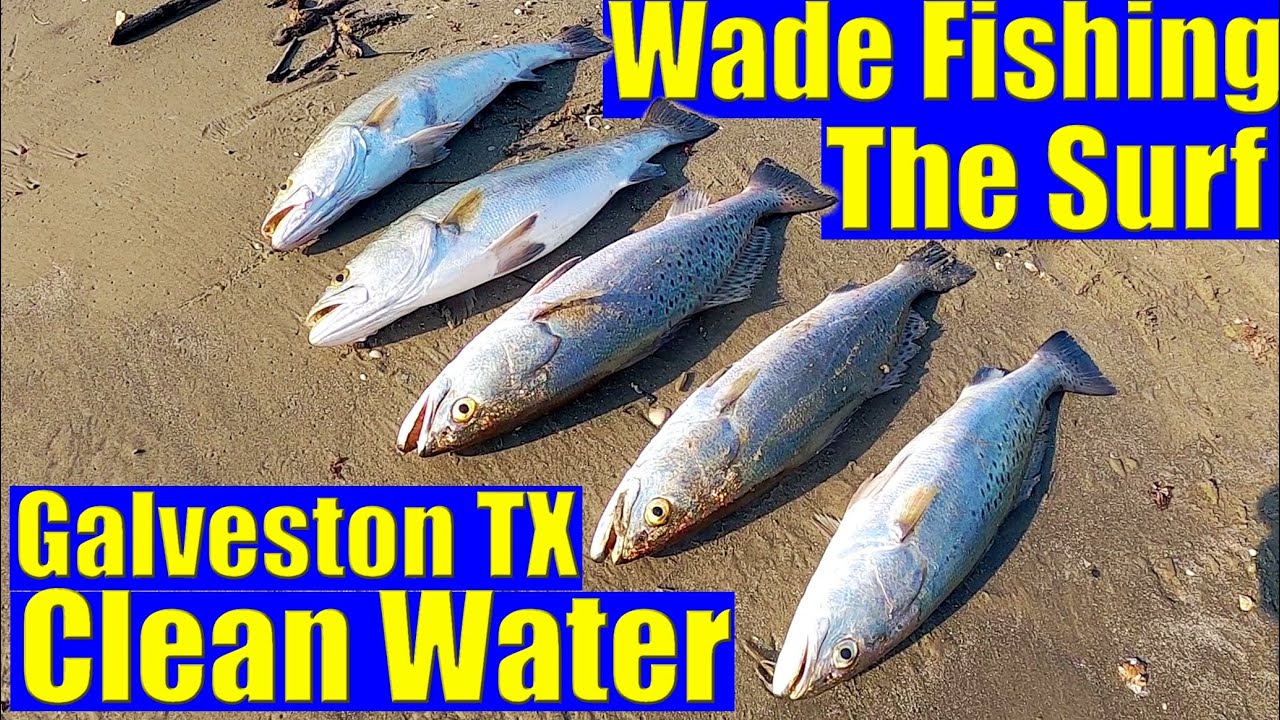 Wade Fishing with Live Shrimp Clean Galveston Surf