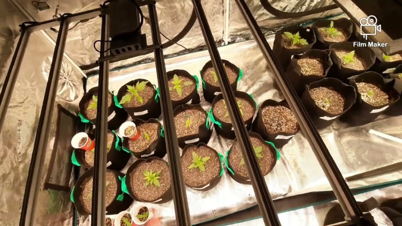 MARS HYDRO 8X8, FC-E6500, FC4800, TSW2000, (NEW) STRIVE NUTRIENTS