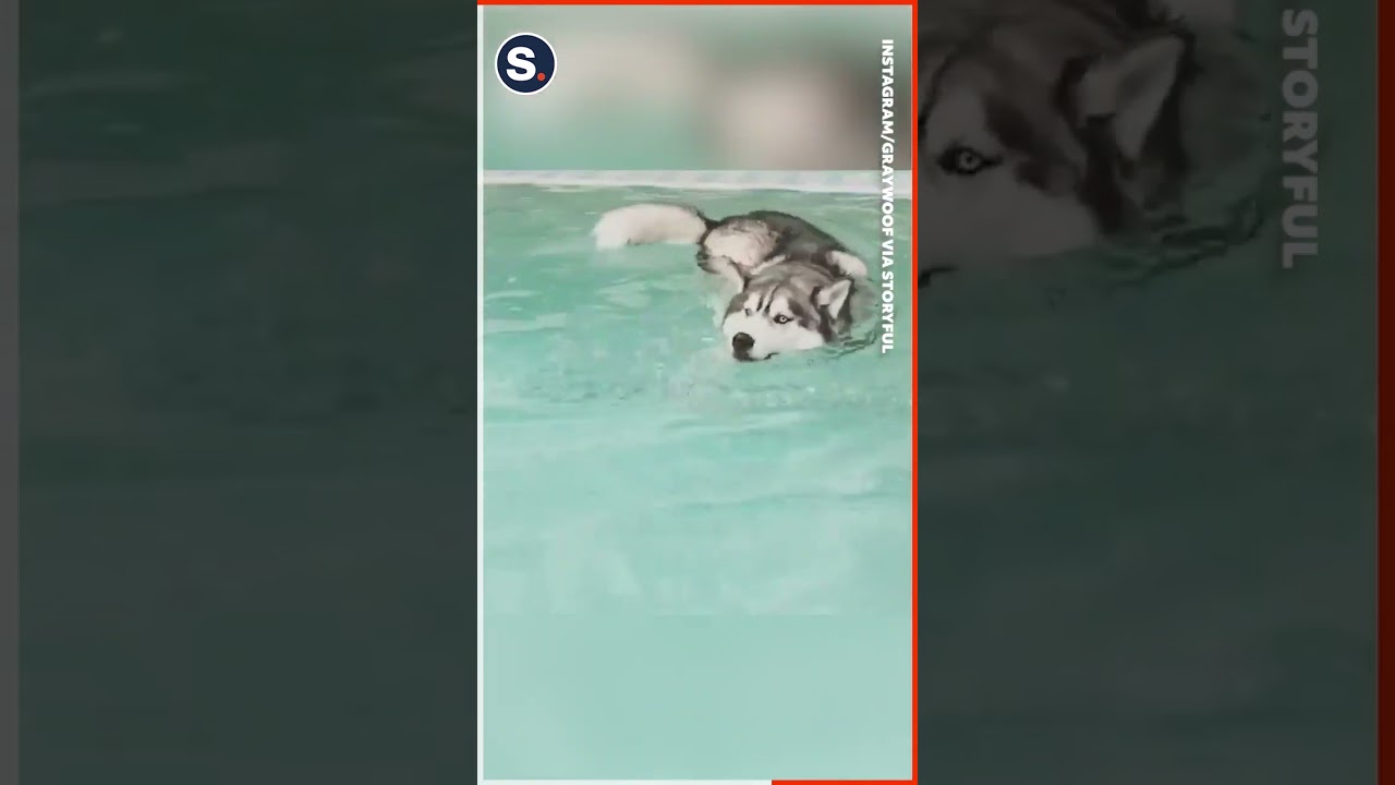 Husky Thinks He's a Shark