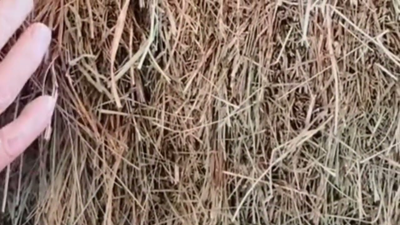 How to Identify Different Types of Grass Hay for Horses