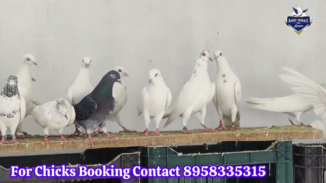 My New Pigeon Loft Setup Full Tour 🕊️🔥