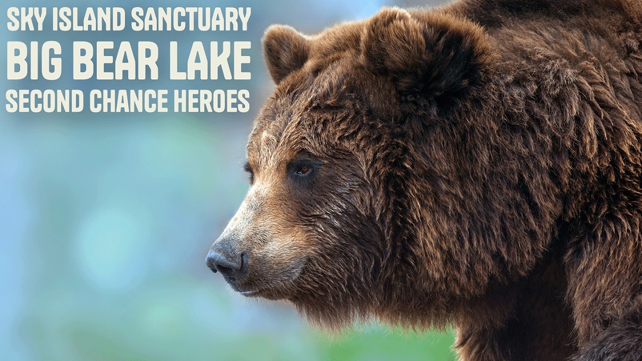 Sky Island Sanctuary: Big Bear Lake – Second Chance Heroes Nature Documentary