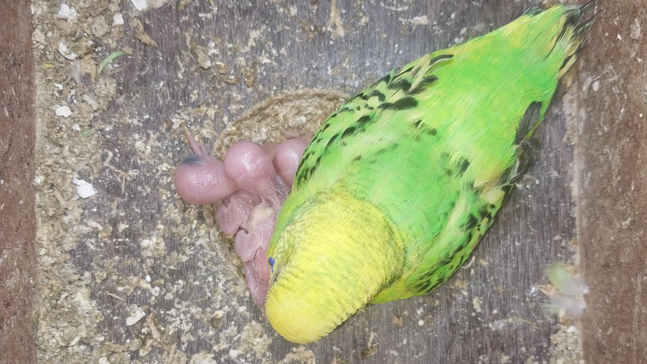 World of Budgie Son 👶 👨‍🍼 🚼 🍼 🤱 👶 👨‍🍼 🚼 🍼 🤱 👶 👨‍🍼 🚼 🍼 🤱