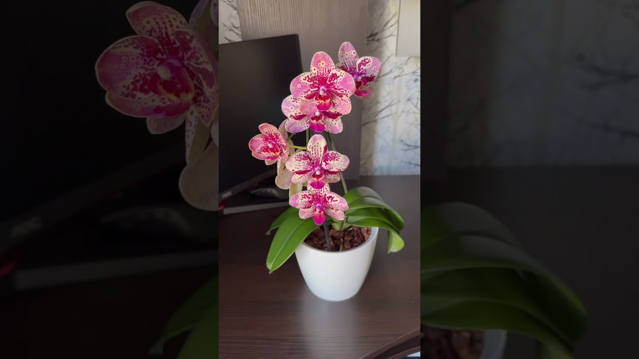 Phal. Frontera💞#orchid #orchi #orchids