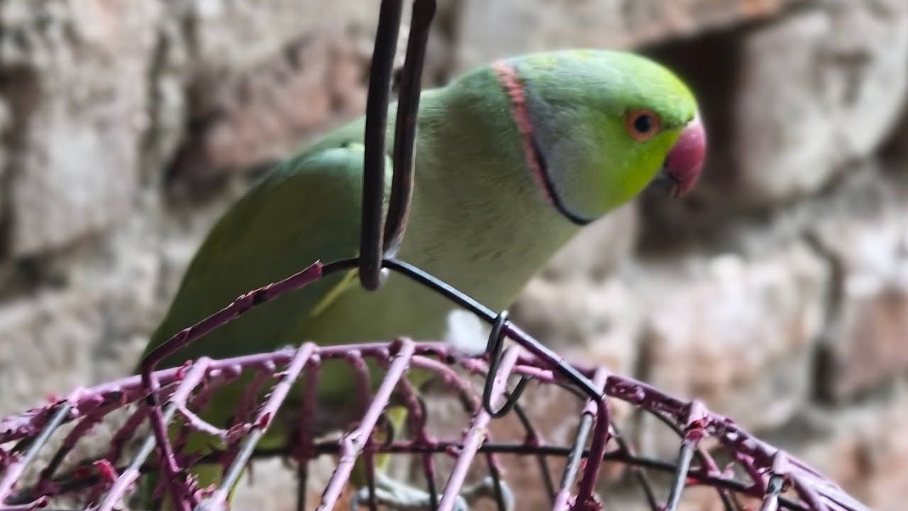 how many to metro train 🔴🦜🌿 LIVE