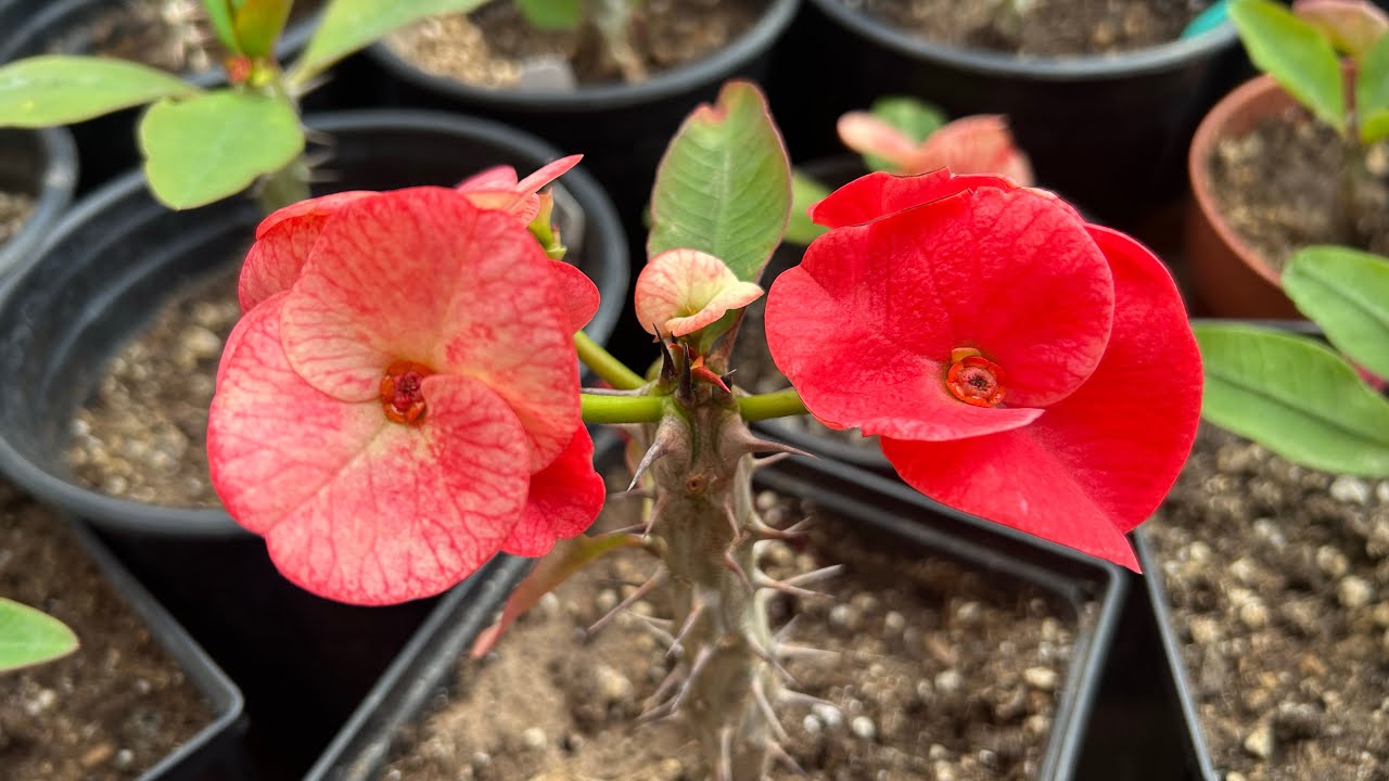 Plantas Disponibles! 