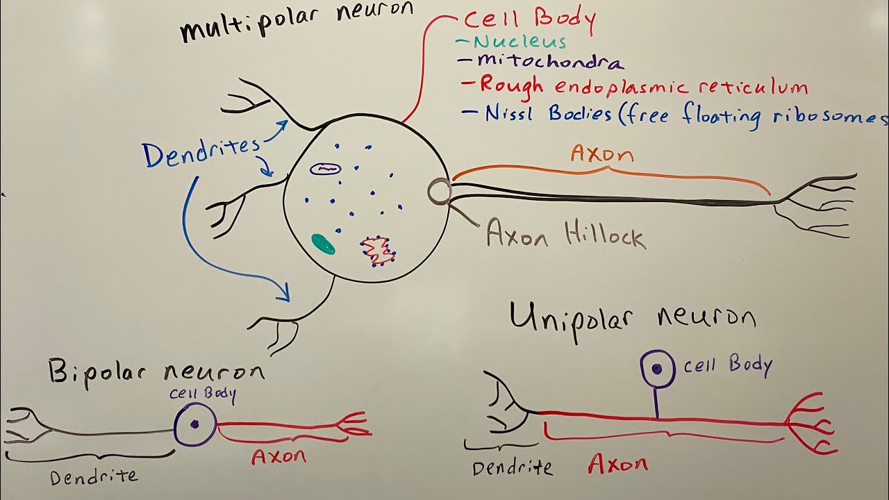 Three types of nerves