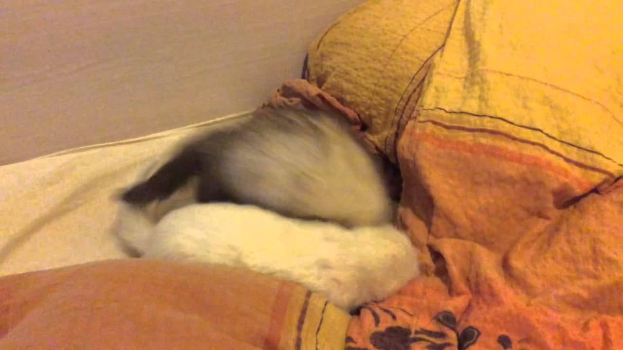 Slinx & Cocoabutt