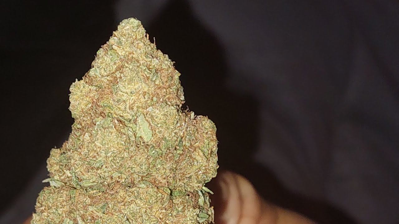 Taste Tester on King Louis XIV Strain Review
