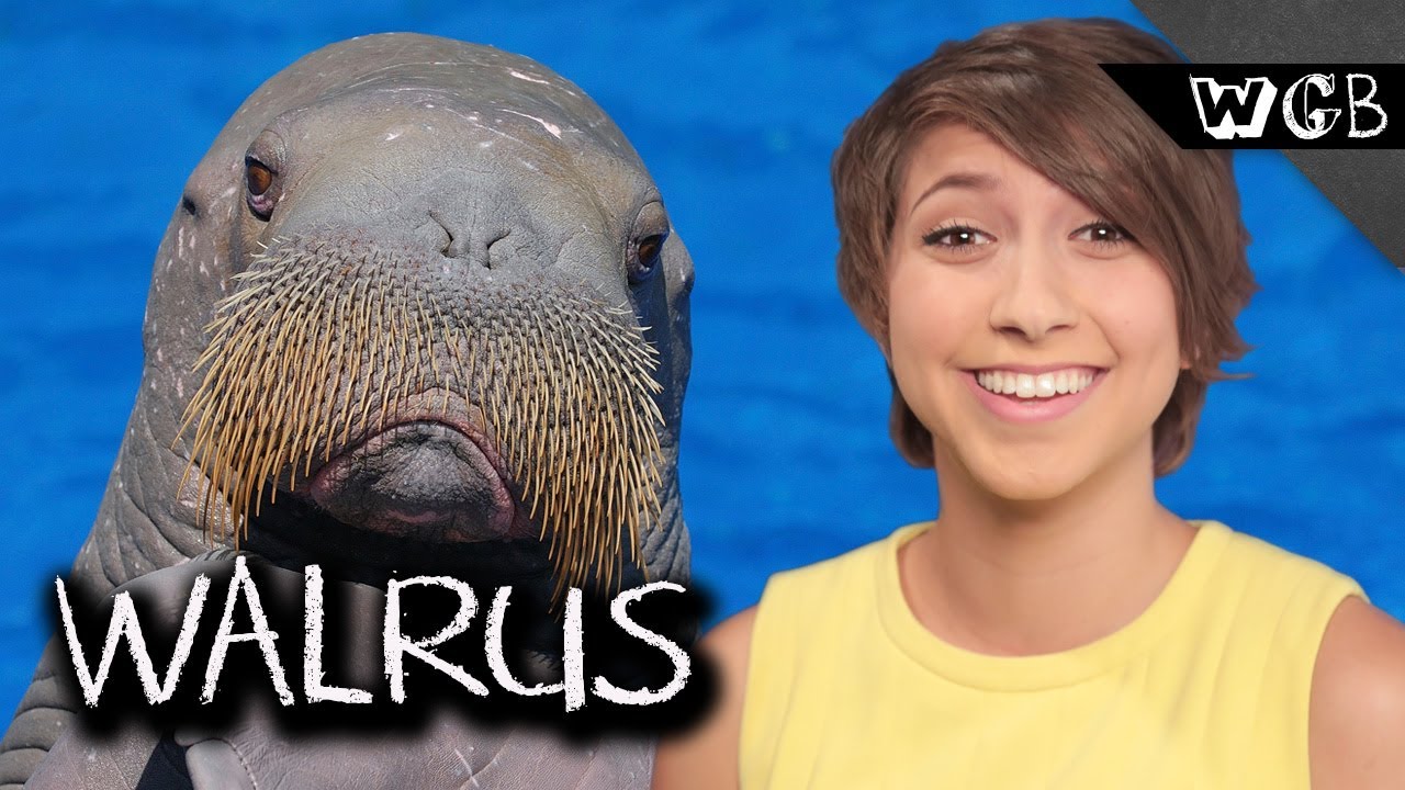 Why Do Walruses Have Mustaches?