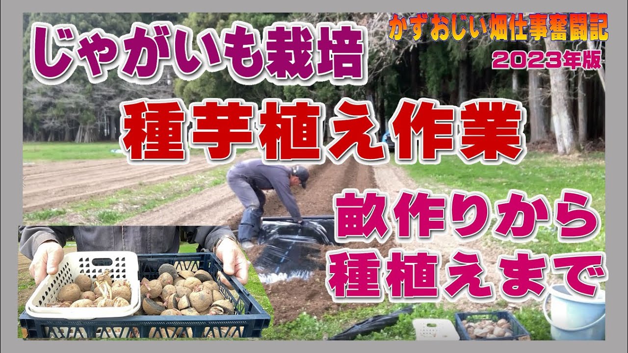 ジャガイモの種植え作業：2023年版～じゃがいものマルチ栽培