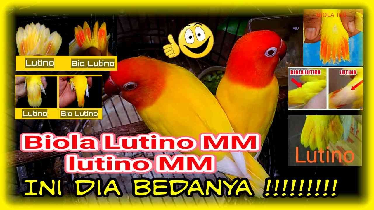 Perbedaan Lovebird Lutino mm dan Biola Lutino mm