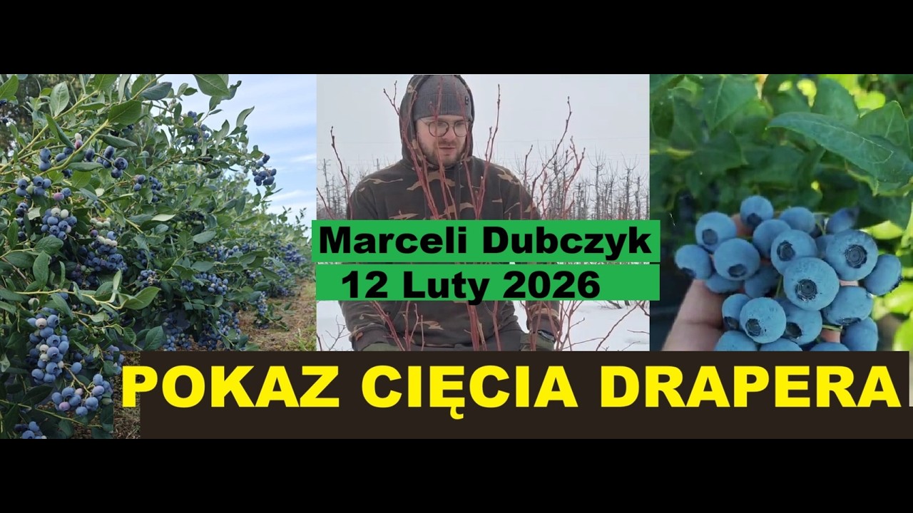 Как правильно обрезать сорт Дрейпер? Специфика и техника обрезки для получения крупных плодов. Се...