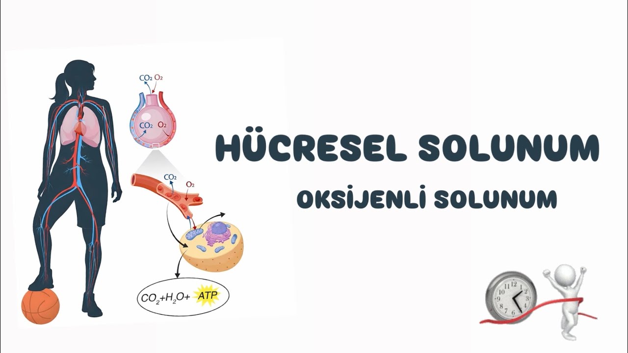 HÜCRESEL SOLUNUM, OKSİJENLİ SOLUNUM(part2)10.SINIF YENİ MAARİF MODEL,BİYOLOJİ KONUANLATIMI 