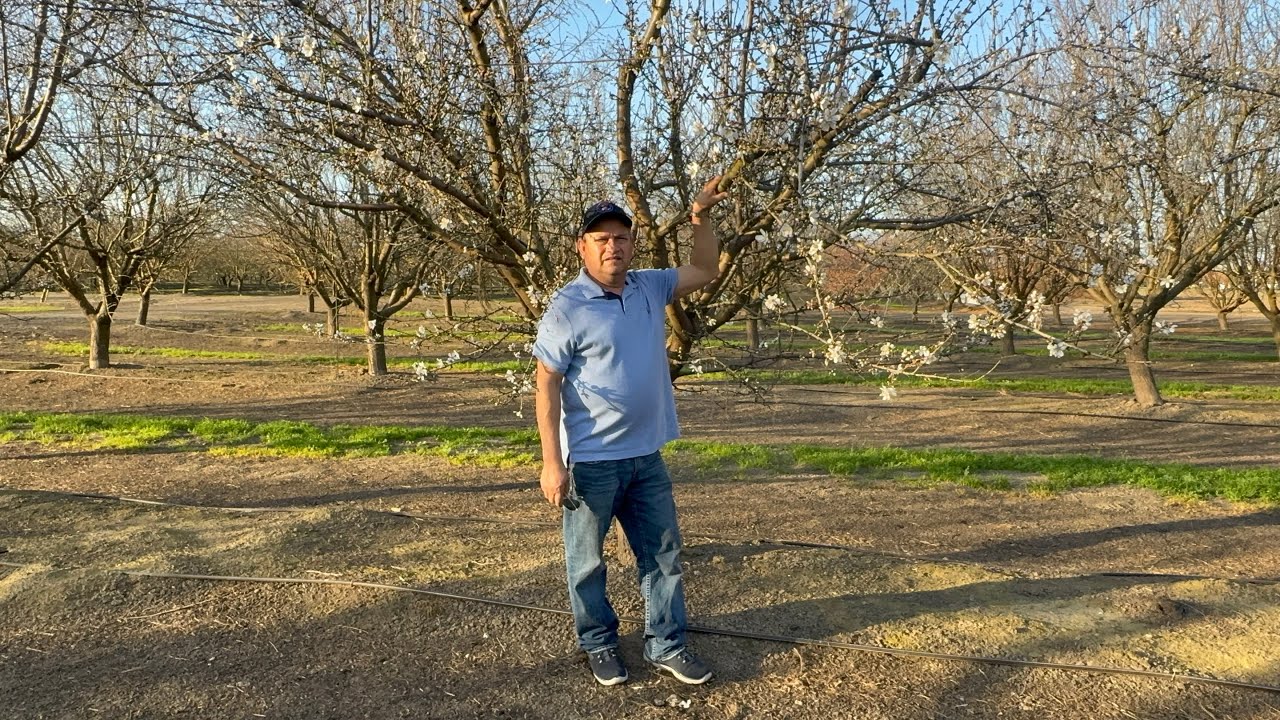 Empezando a florear los árboles de almendra