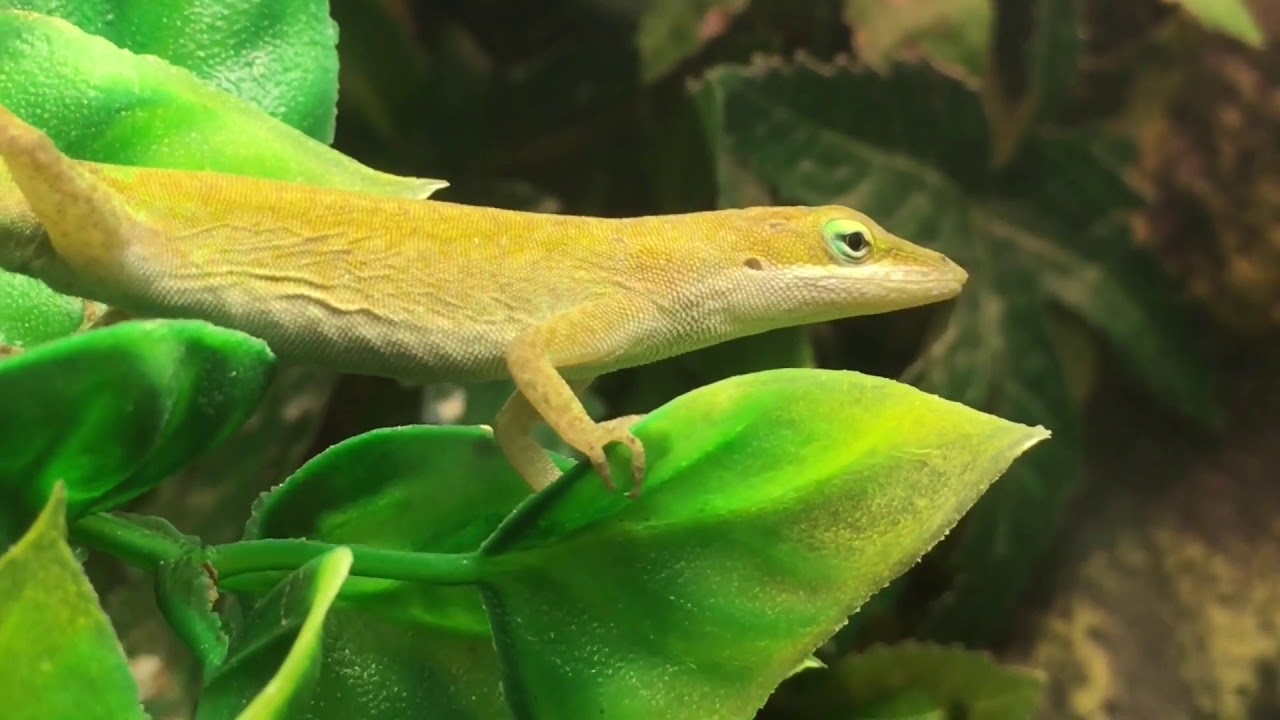 Anolis carolinensis - Video 05