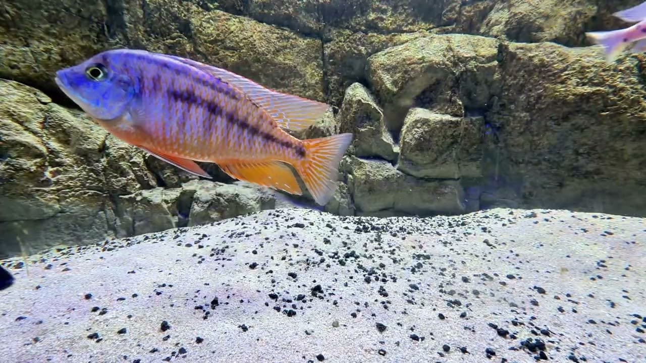180 Gallon All Male African Cichlids 