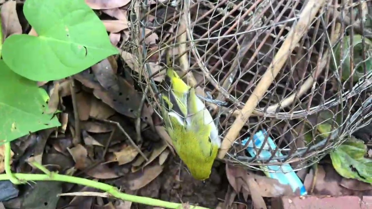 đặt bẫy là có chim