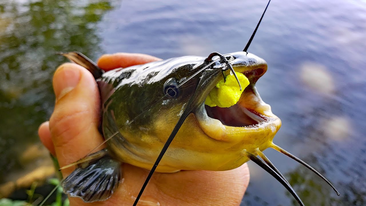 Spring Bullhead Fishing! (Catch and Cook)