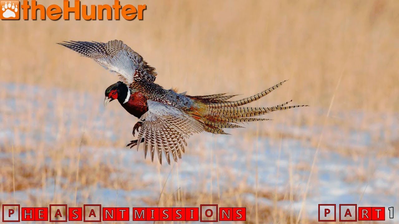 ♢ theHunter Classic ♢ All 10 Pheasant Missions ♢ все 10 миссий на Фазана за стрим ♢
