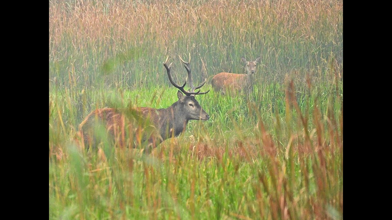 Hirschbrunft 2024 Oberlausitz , das Wild in den Teichen
