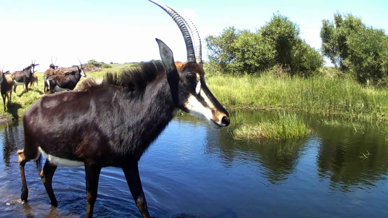 February 2025 Trail Camera Sightings