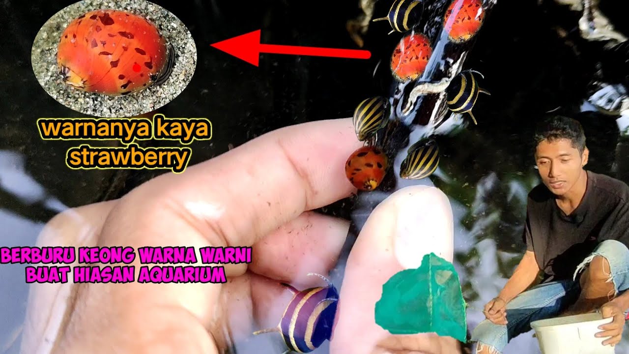 mencari keong warna warni 