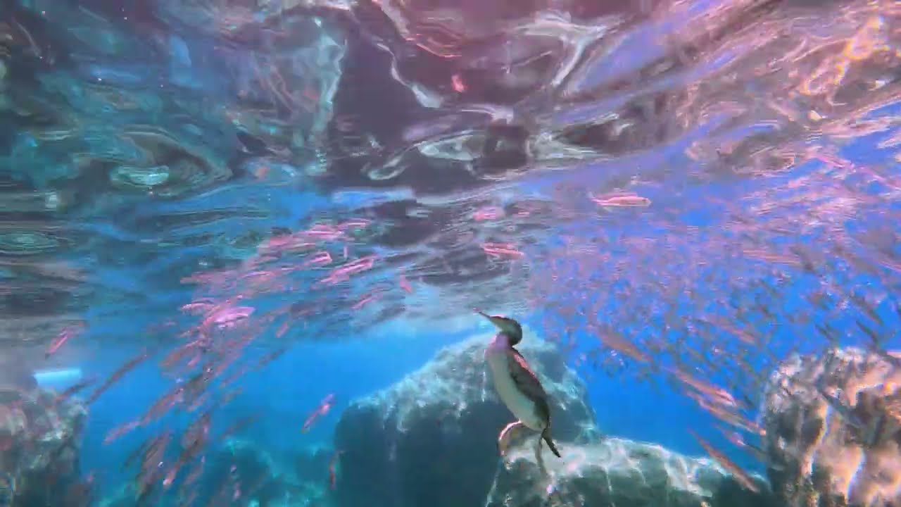 CORMORANO caccia migliaia di cefali sott'acqua a Calafuria litorale Toscano (4K)