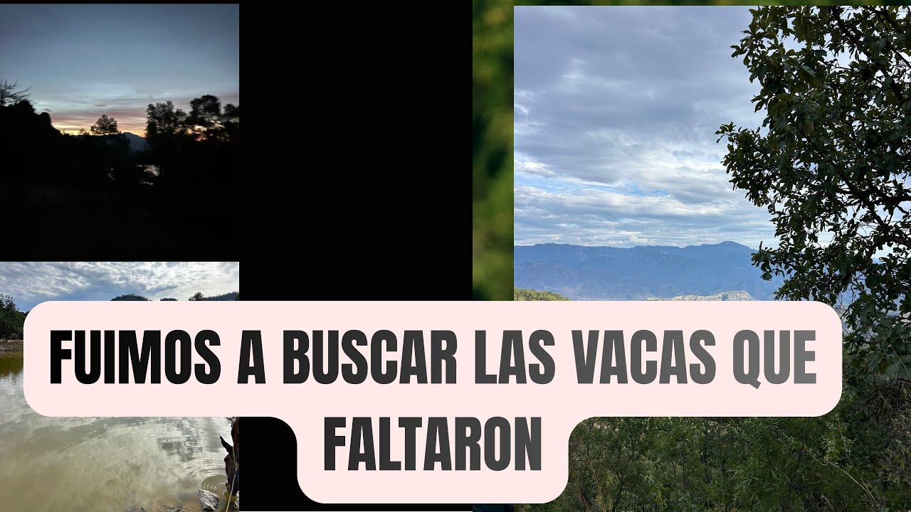 FUIMOS A BUSCAR LAS VACAS QUE NOS FALTARON