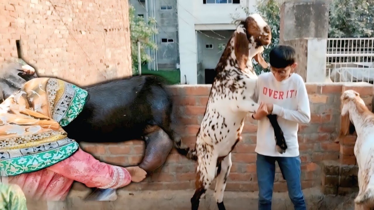 Goat milking latest video | bakry ki shararaten ❤️ | aneeb ka gharana