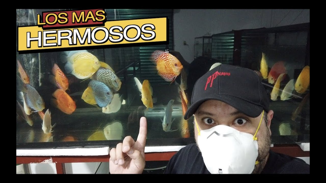 LOS PECES MAS HERMOSOS DEL MUNDO||||||😍🐠🐠🐠