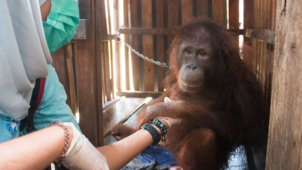 AN AMAZING STORY OF SURVIVAL!