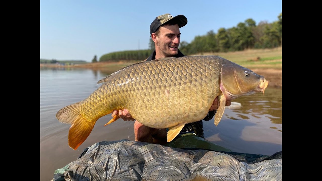 Big South African Carp, KK02