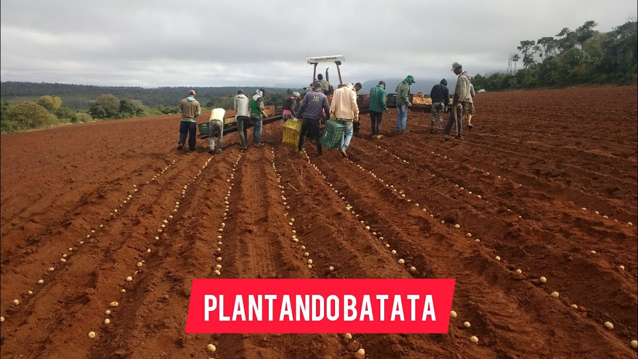Plantando batata na nova área