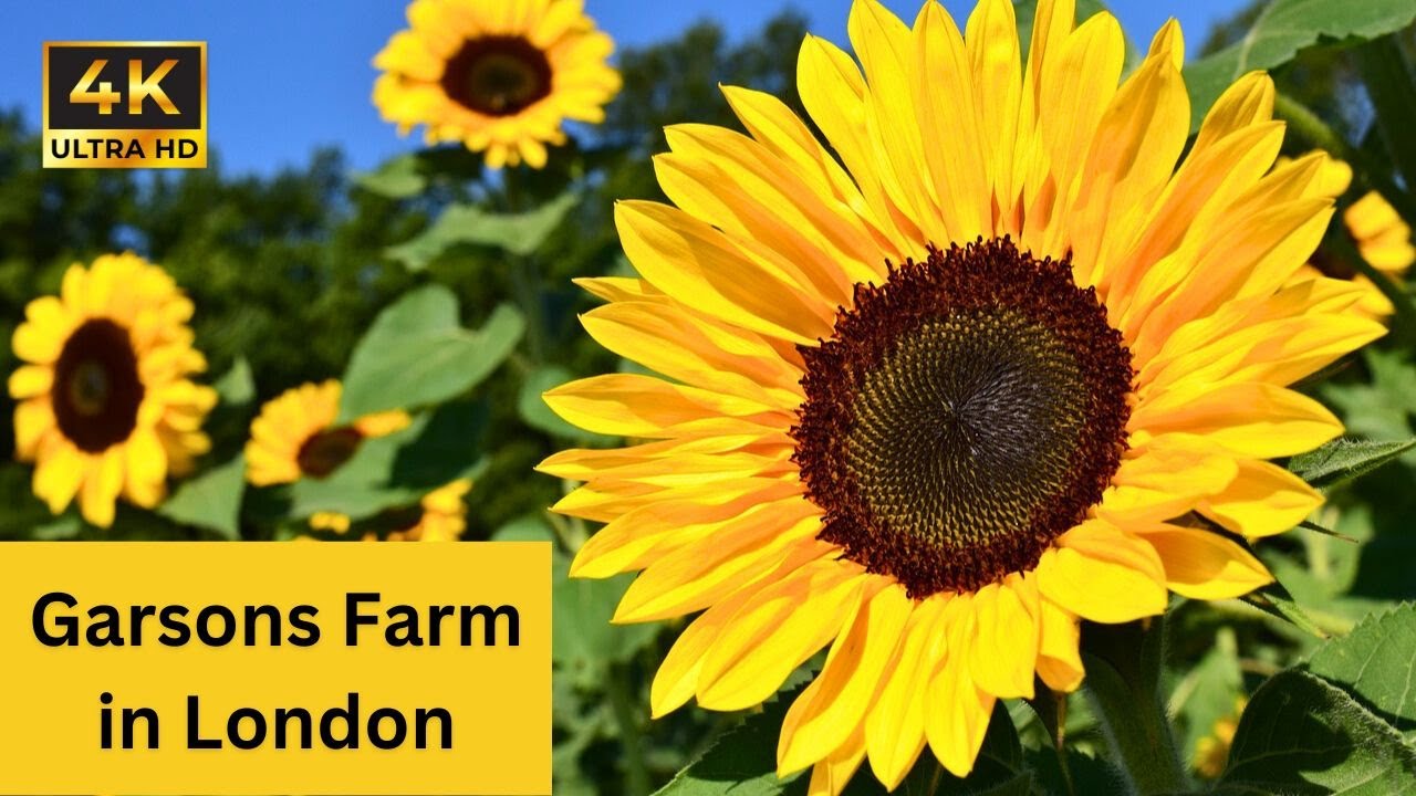 Farm in UK | Garsons Farm | Pick your own | Farm Shop | DeVLog