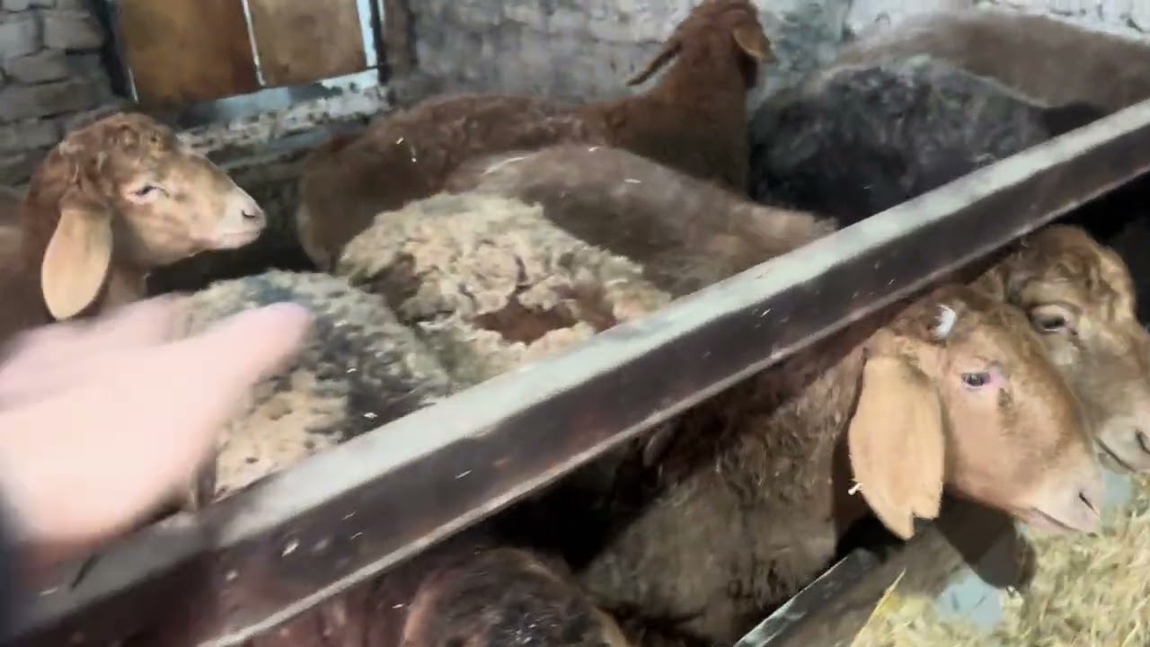 A Равшан куйлари 
