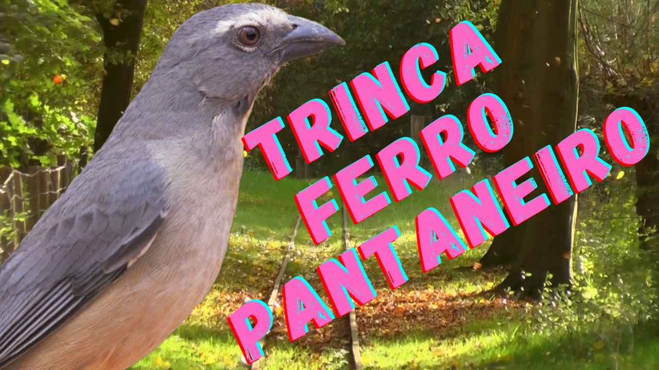 Disputa de Trinca Ferro Pantaneiro. Coisa linda esse canto.