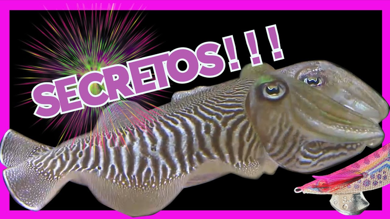 🦑PESCA de SEPIA🦑 2021( TODO lo que TIENES que SABER)✔️