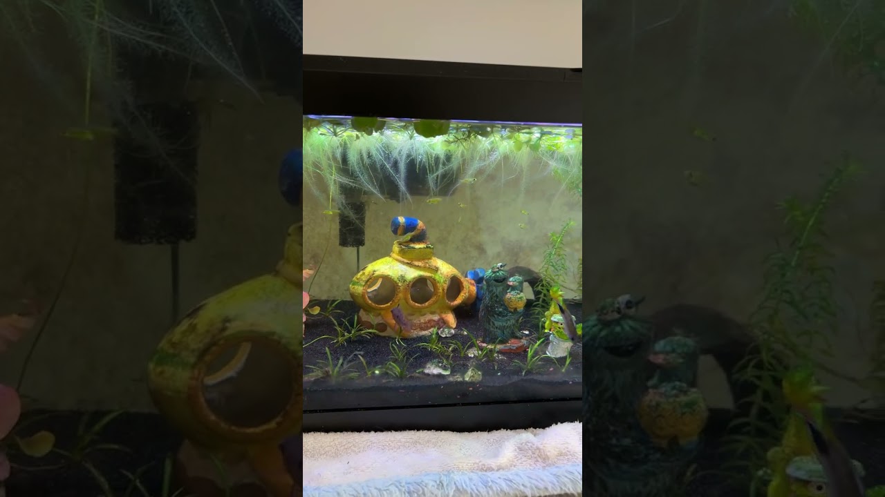 Fun in the 20G long fish tank #fishtank #aquarium @AquariumCoop