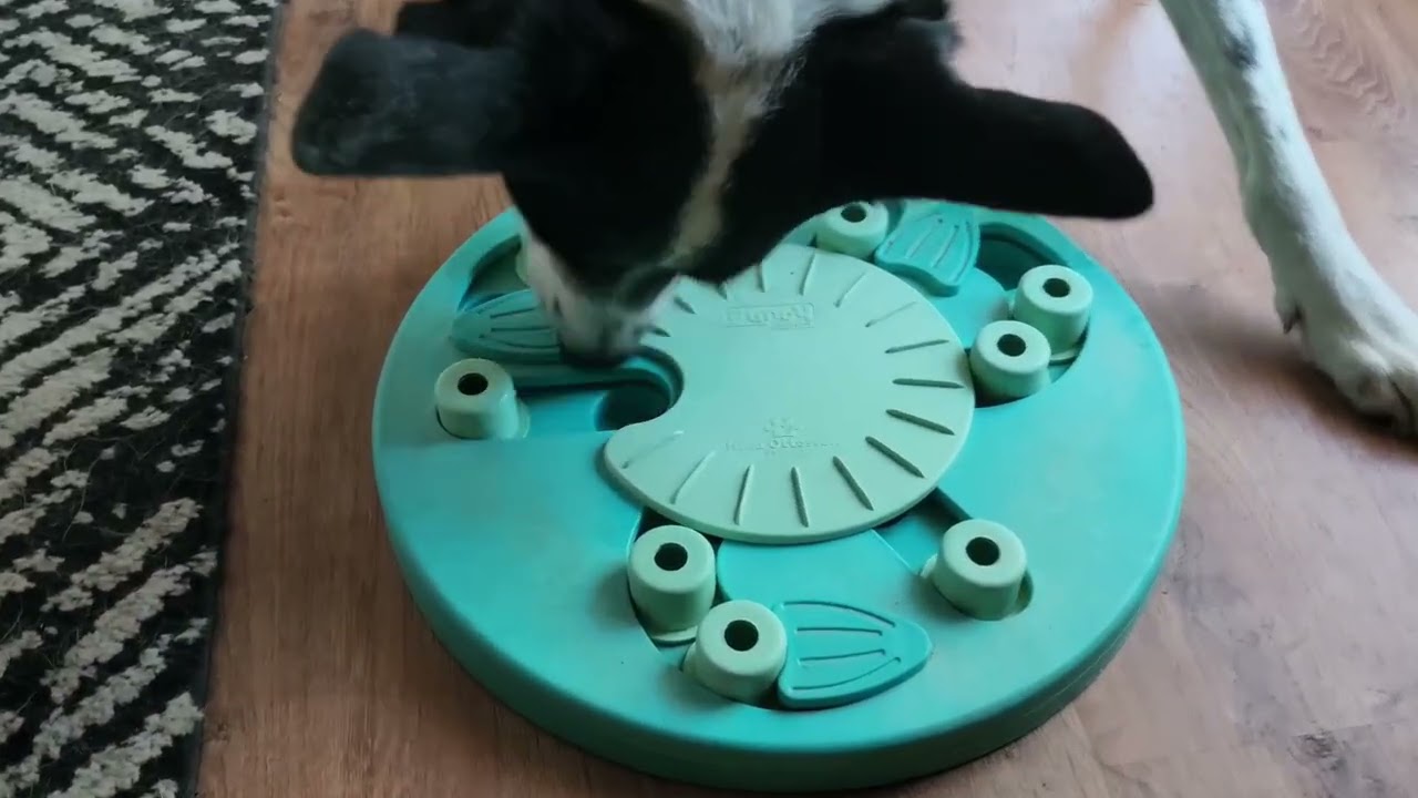 Outward Hound by Nina Ottosson Dog Worker Treat Puzzle Enrichment Toy