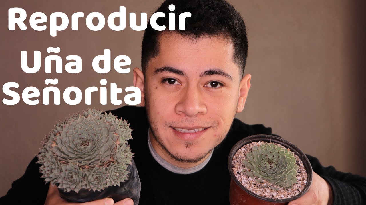 COMO REPRODUCIR UÑA DE SEÑORITA SEMPERVIVUM || TU JARDINERO EL CITADINO