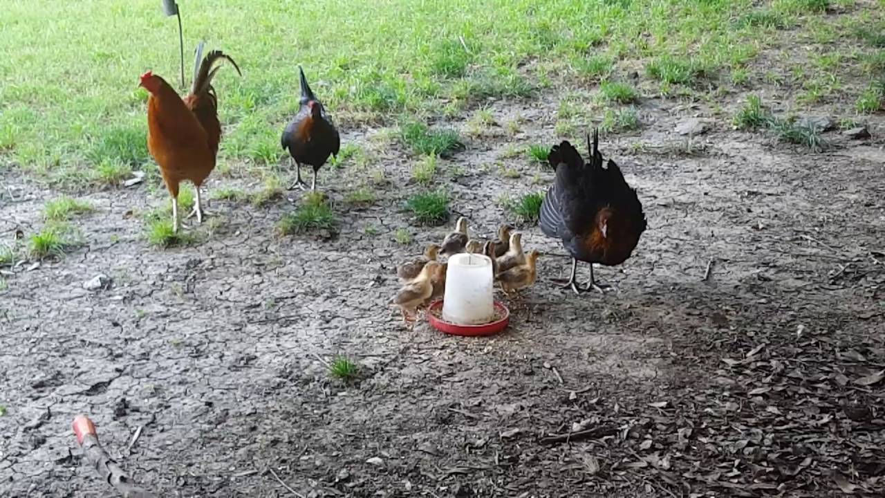 Mother hen protects her chickabees... don't mess with momma!
