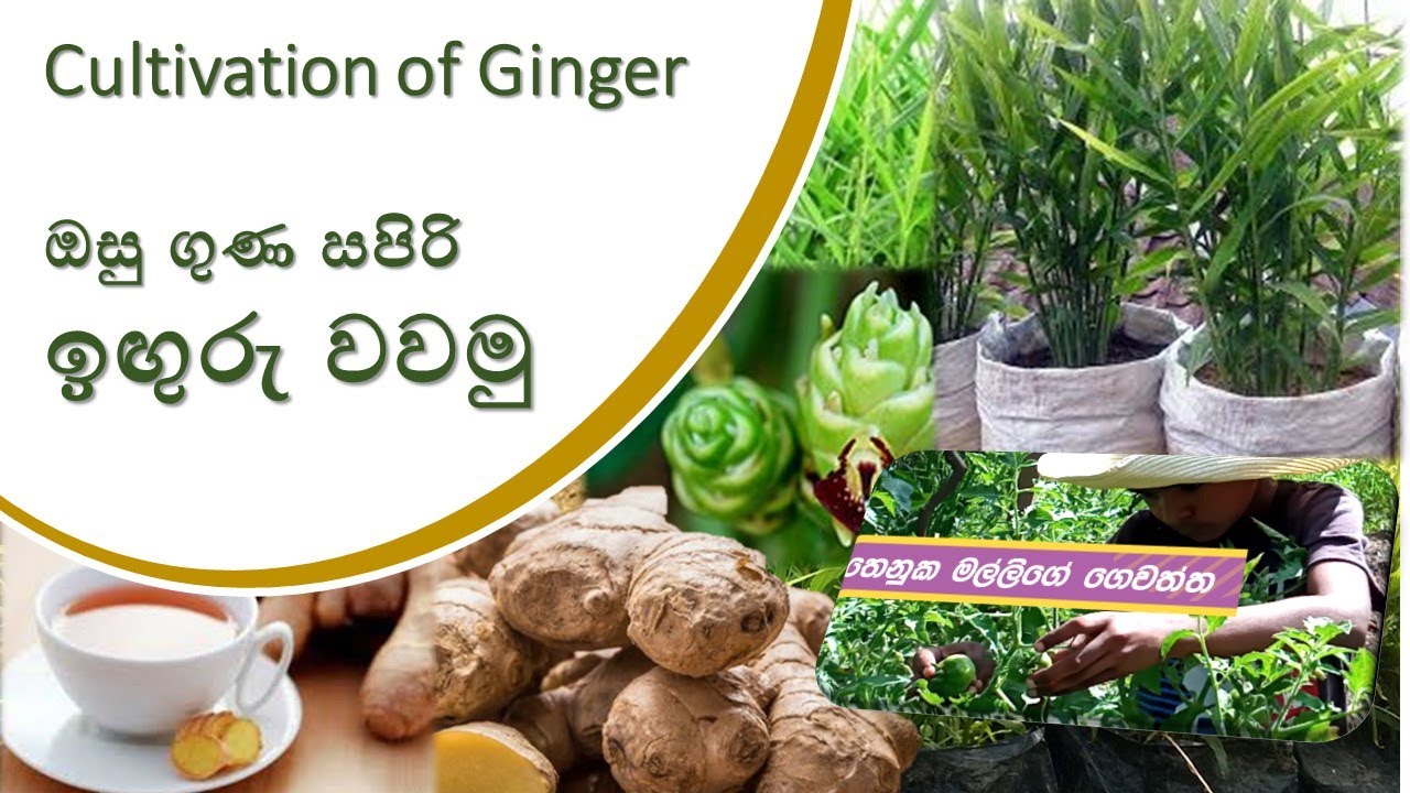 Cultivation of Ginger | ඔසු ගුණ සපිරි ඉඟුරු වවමු | Thenuka's Home Garden 12