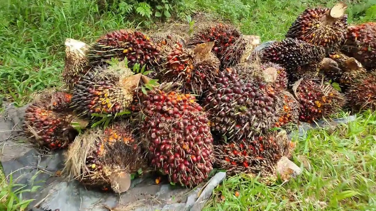 Ppks Yangambi umur 14 tahun panen mulai meningkat