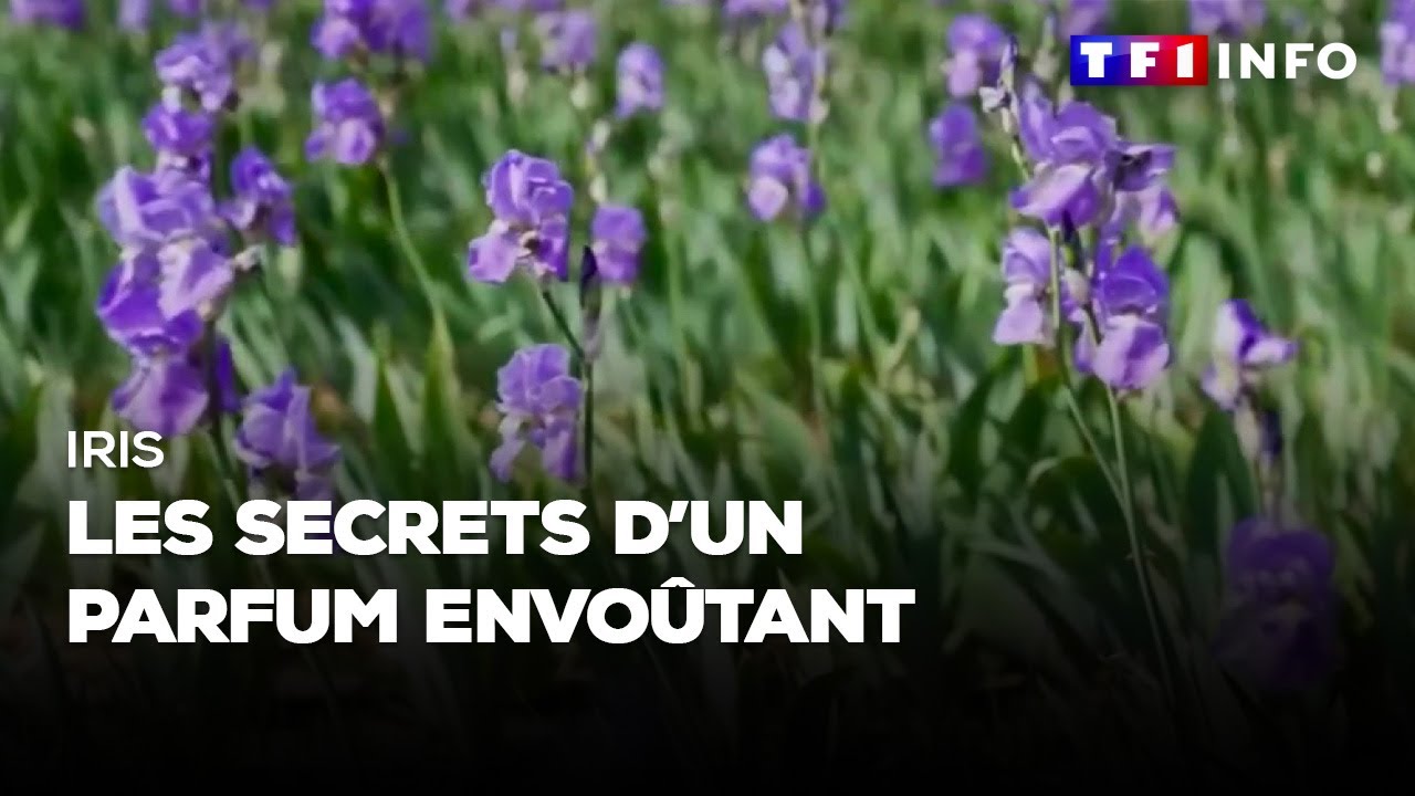 Iris : les secrets d'un parfum envoûtant