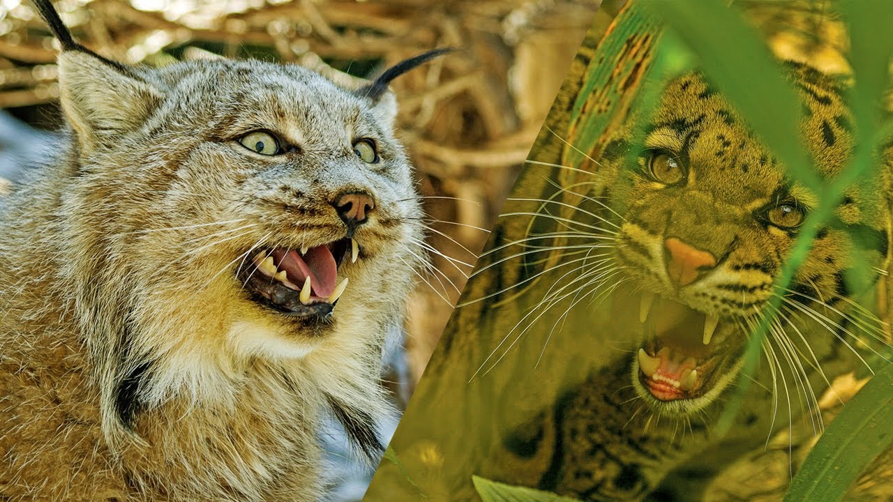 Macan Dahan vs Lynx | Dan Pemenangnya Adalah ...